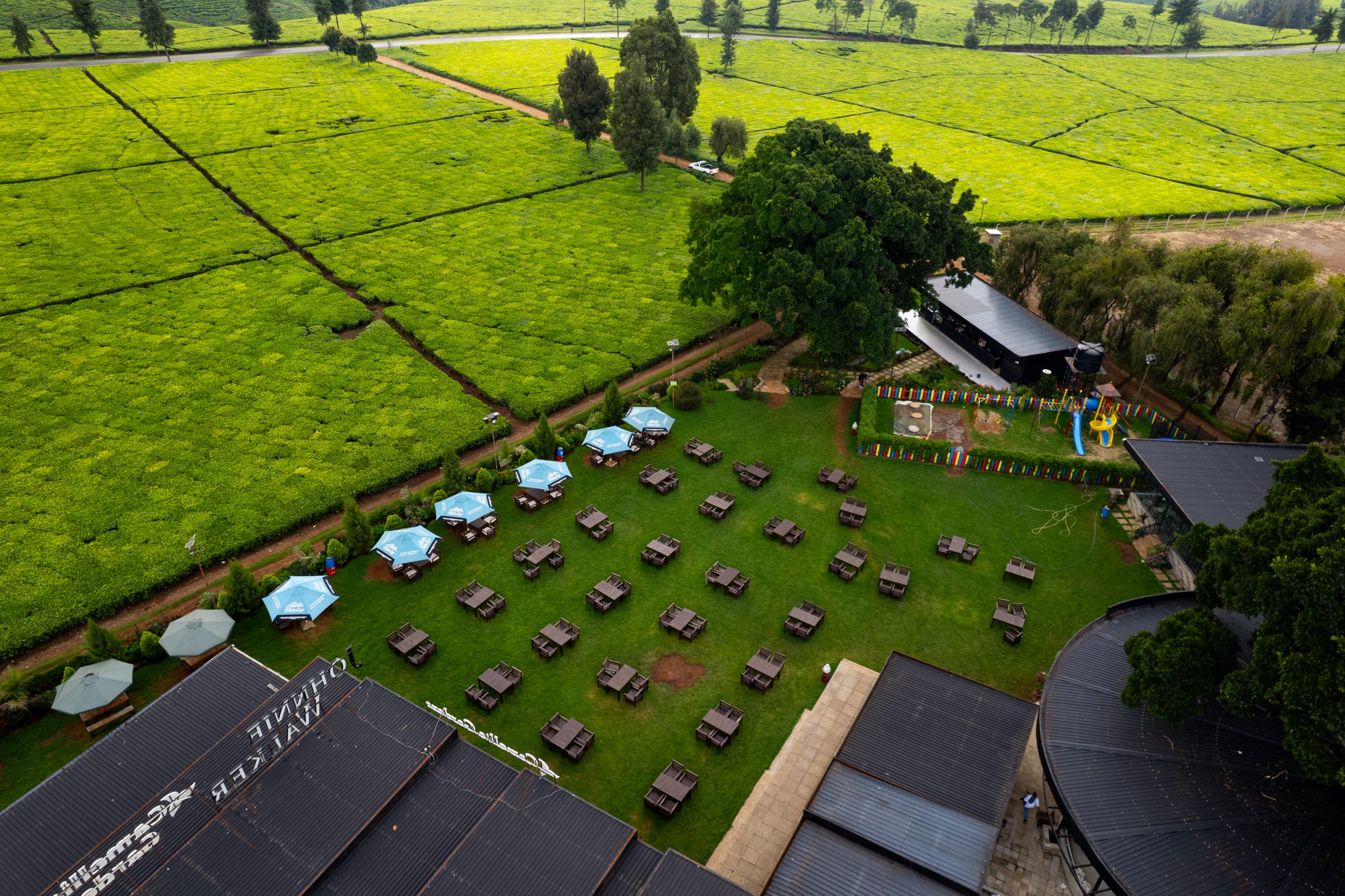 Ariel View Of Camellia 2