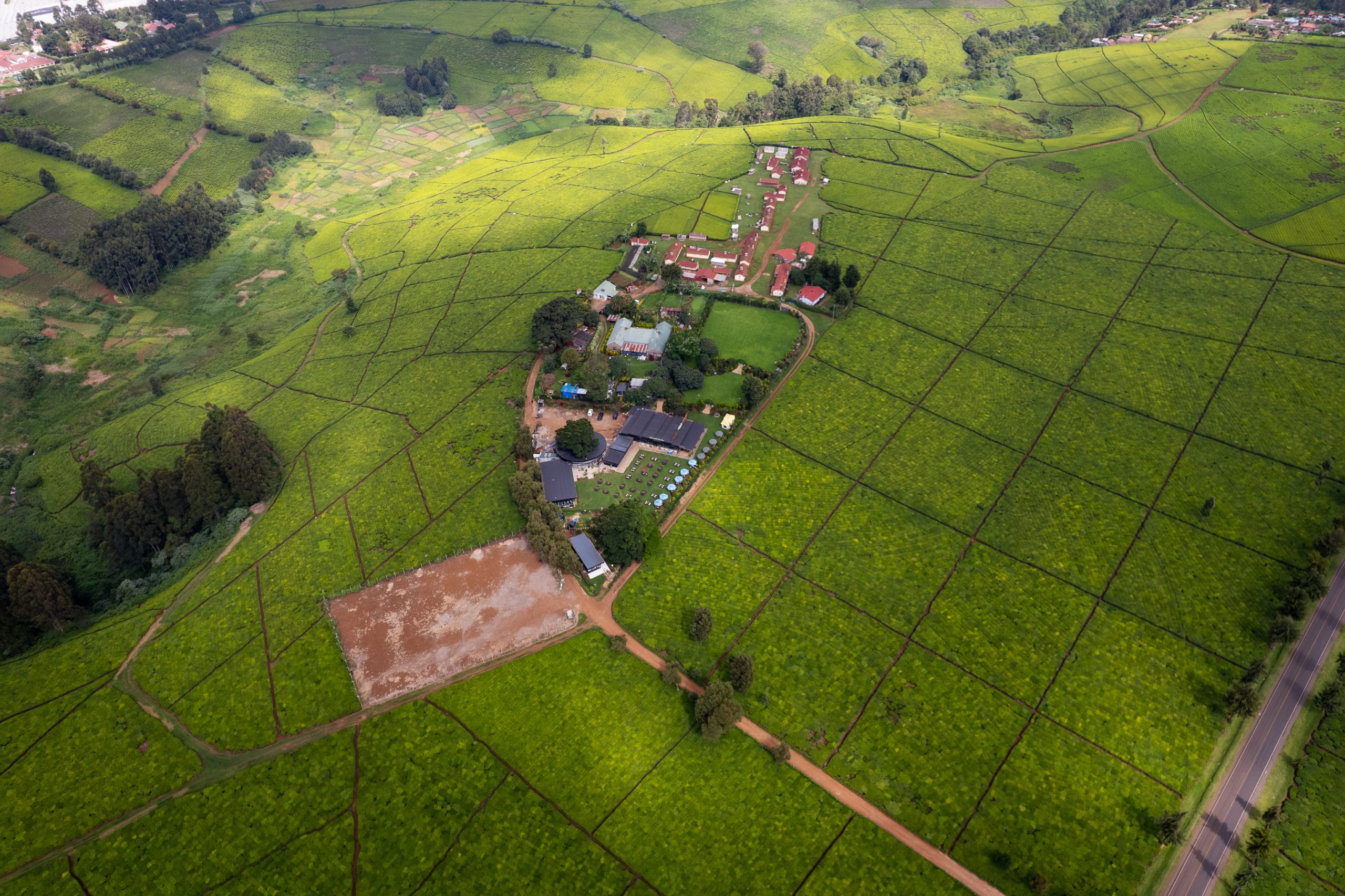 Ariel View Of Camellia 3